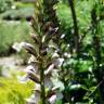 Fotografia 7 da espécie Acanthus mollis do Jardim Botânico UTAD