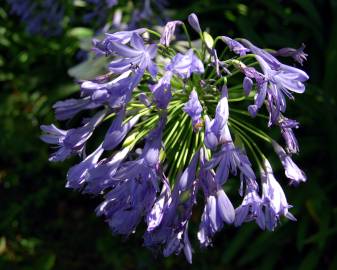 Fotografia da espécie Agapanthus africanus