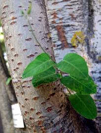 Fotografia da espécie Araujia sericifera