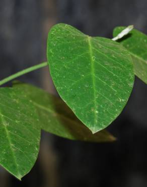 Fotografia 3 da espécie Araujia sericifera no Jardim Botânico UTAD