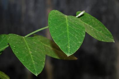 Fotografia da espécie Araujia sericifera