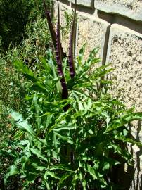 Fotografia da espécie Dracunculus vulgaris