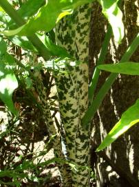 Fotografia da espécie Dracunculus vulgaris