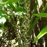 Fotografia 5 da espécie Dracunculus vulgaris do Jardim Botânico UTAD