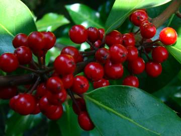 Fotografia da espécie Ilex x altaclerensis var. camellifolia