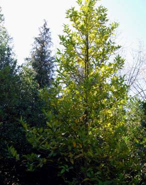 Fotografia 1 da espécie Ilex x koehneana no Jardim Botânico UTAD