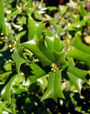 Fotografia 3 da espécie Ilex opaca no Jardim Botânico UTAD