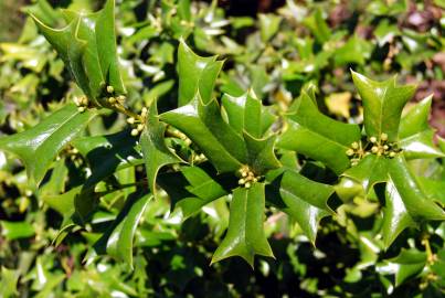 Fotografia da espécie Ilex opaca