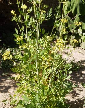 Fotografia 4 da espécie Levisticum officinale no Jardim Botânico UTAD