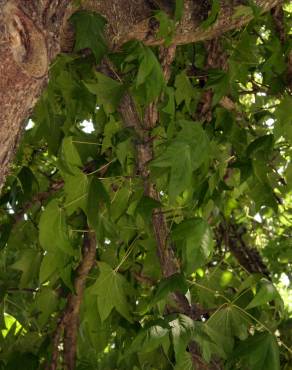 Fotografia 3 da espécie Liquidambar styraciflua no Jardim Botânico UTAD