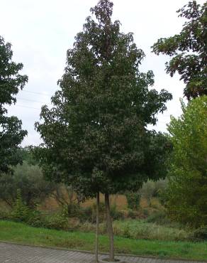 Fotografia 1 da espécie Liquidambar styraciflua no Jardim Botânico UTAD