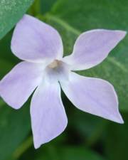 Fotografia da espécie Vinca major