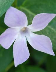 Vinca major subesp. major