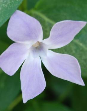 Fotografia 1 da espécie Vinca major subesp. major no Jardim Botânico UTAD