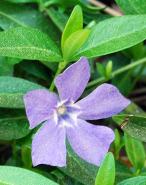 Fotografia 5 da espécie Vinca minor no Jardim Botânico UTAD