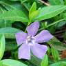 Fotografia 5 da espécie Vinca minor do Jardim Botânico UTAD