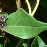 Fotografia 4 da espécie Vincetoxicum nigrum do Jardim Botânico UTAD