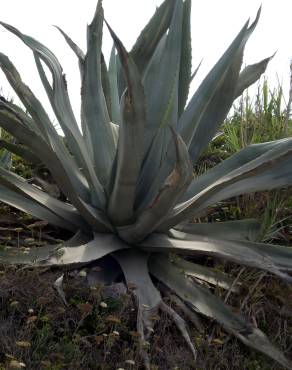 Fotografia 2 da espécie Agave americana subesp. americana no Jardim Botânico UTAD