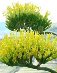 Agave americana subesp. americana