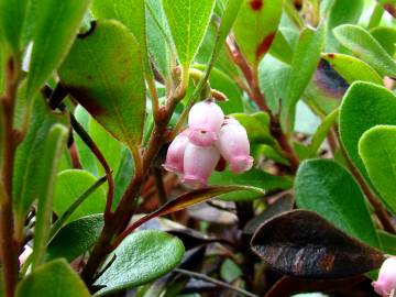 Fotografia da espécie Arctostaphylos uva-ursi