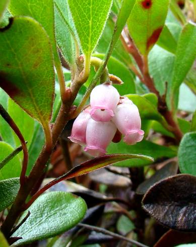 Fotografia de capa Arctostaphylos uva-ursi - do Jardim Botânico