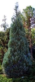 Fotografia da espécie Chamaecyparis lawsoniana var. allumii