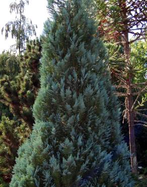 Fotografia 1 da espécie Chamaecyparis lawsoniana var. allumii no Jardim Botânico UTAD