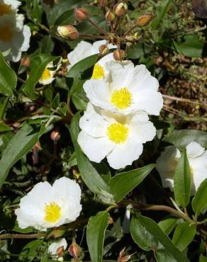 Fotografia 3 da espécie Cistus laurifolius no Jardim Botânico UTAD