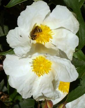 Fotografia 4 da espécie Cistus laurifolius no Jardim Botânico UTAD