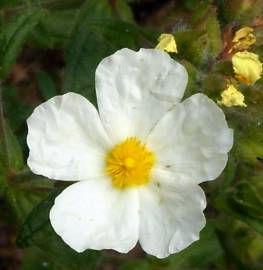 Fotografia da espécie Cistus inflatus