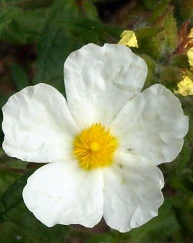 Fotografia de capa Cistus inflatus - do Jardim Botânico