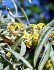 Elaeagnus angustifolia