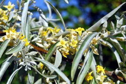 Fotografia da espécie Elaeagnus angustifolia