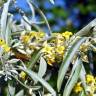 Fotografia 1 da espécie Elaeagnus angustifolia do Jardim Botânico UTAD