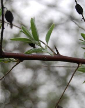 Fotografia 3 da espécie Elaeagnus angustifolia no Jardim Botânico UTAD