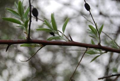 Fotografia da espécie Elaeagnus angustifolia