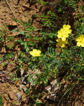 Fotografia 1 da espécie Halimium calycinum no Jardim Botânico UTAD