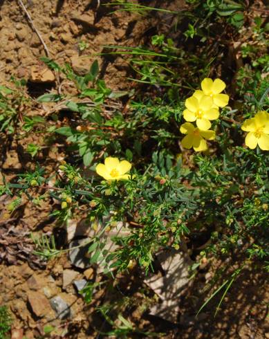 Fotografia de capa Halimium calycinum - do Jardim Botânico