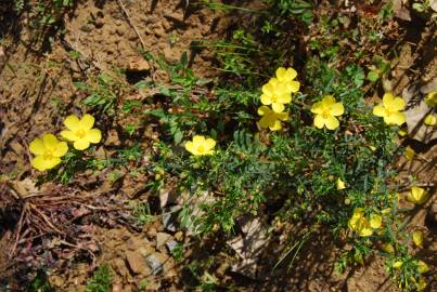 Fotografia da espécie Halimium calycinum