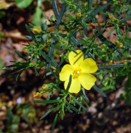 Fotografia da espécie Halimium calycinum