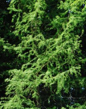 Fotografia 2 da espécie Sequoia sempervirens no Jardim Botânico UTAD
