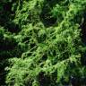 Fotografia 2 da espécie Sequoia sempervirens do Jardim Botânico UTAD