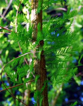Fotografia 3 da espécie Sequoia sempervirens no Jardim Botânico UTAD