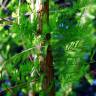 Fotografia 3 da espécie Sequoia sempervirens do Jardim Botânico UTAD