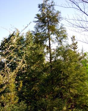 Fotografia 5 da espécie Thujopsis dolobrata no Jardim Botânico UTAD