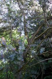 Fotografia da espécie Acacia baileyana