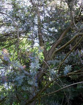 Fotografia 3 da espécie Acacia baileyana no Jardim Botânico UTAD