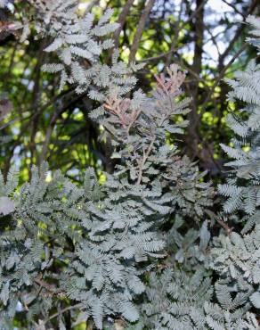 Fotografia 4 da espécie Acacia baileyana no Jardim Botânico UTAD