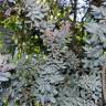 Fotografia 4 da espécie Acacia baileyana do Jardim Botânico UTAD