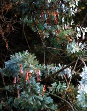 Fotografia 5 da espécie Acacia baileyana no Jardim Botânico UTAD